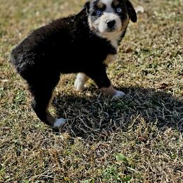 Vixen - Black tri-color female Australian Shepherd puppy in Blairsville, Georgia from Georgia Peach Aussies