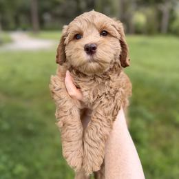Riesling - Caramel male Australian Labradoodle puppy in Wesley Chapel, Florida from GWagz