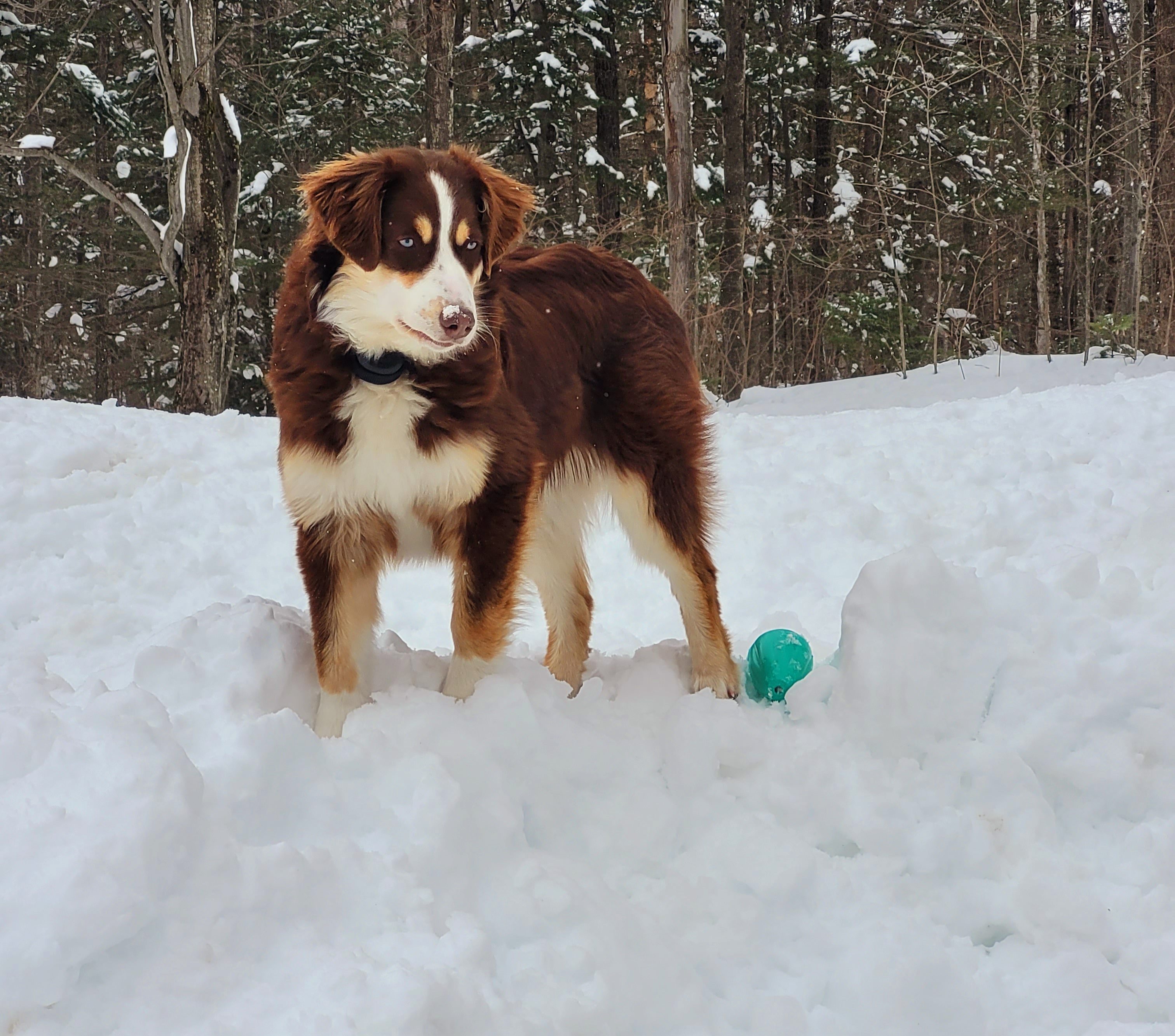 Australian Shepherds from Border Creek's Australian Shepherds