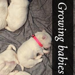 Girl 1 - White Maltese puppy in Conover, North Carolina from Fisher's Pup-cakes