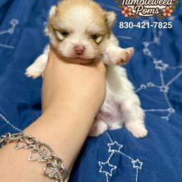 Sable Parti male - Cream parti male Pomeranian puppy in Eagle Pass, Texas from Texas Tumbleweed Poms