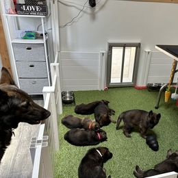 German Shepherd Puppies from 7OaksK9
