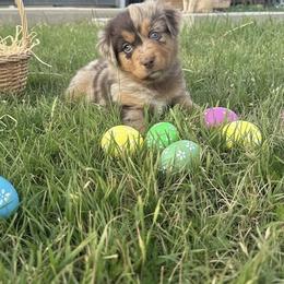 Reba McEntire - Red merle female Miniature Australian Shepherd puppy in Godley, Texas from Bradley Kennels