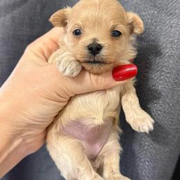 Girl - Cafe au lait female Maltipoo puppy in California from Yorkie & Maltese Royalty