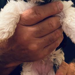 Navy Bean - Black tan and white male Biewer Terrier puppy in Lynchburg, Virginia from Kilmaren Cavaliers and Born in the USA Biewer Terriers