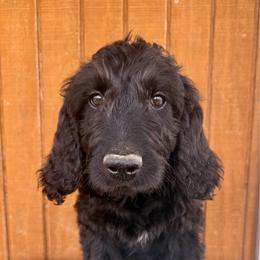 Violet - Black female Goldendoodle puppy in Caddo Mills, Texas from Fire Wife Doodles