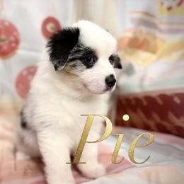 Pie - Blue merle female Miniature American Shepherd puppy in Olympia, Washington from Shamayim Shepherds
