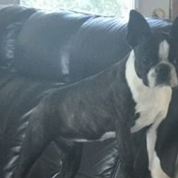 Border Collie, Boston Terrier, and Cairn Terrier All Grown Up from Stoneridge kennel