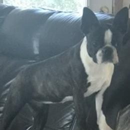Border Collie, Boston Terrier, and Cairn Terrier All Grown Up from Stoneridge kennel