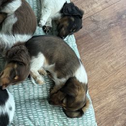 Dachshunds from Doxies4Paws