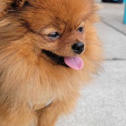 Pomeranian Puppies from Gypsy Poms