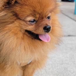 Pomeranian Puppies from Gypsy Poms