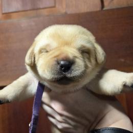 Purple Female - Yellow female Labrador Retriever puppy in Andrews, South Carolina from Leyland Cypress Retrievers
