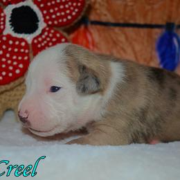 Creel - male Alapaha Blue Blood Bulldog puppy in Walbridge, Ohio from United Alapaha Bulldogs
