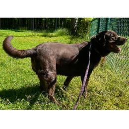 Jersey - Labrador Retriever