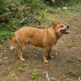 Josie - Australian Cattle Dog