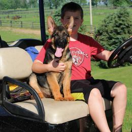 German Shepherd Puppies from Drache Feld