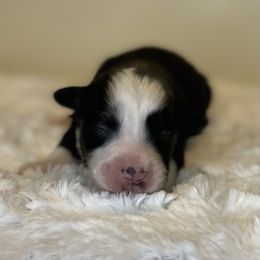 Lays - Black tri male Toy Australian Shepherd puppy in Riverton, Utah from Iron Spirit Homestead & Aussies