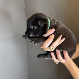 Green Boy 1 - Black sable male Belgian Malinois puppy in Orange, Texas from Tacti-Mal K9 Kennels