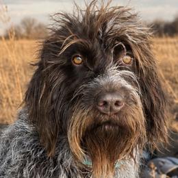 Gypsy - Wirehaired Pointing Griffon