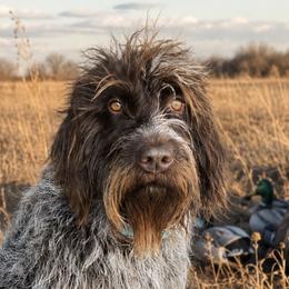 Gypsy - Wirehaired Pointing Griffon