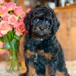 Patriot - Black phantom female Aussiedoodle puppy in Lancaster, Minnesota from Finney Ranch