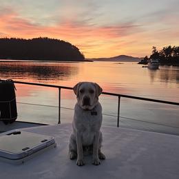 Labrador Retriever Puppies from Cougar Creek