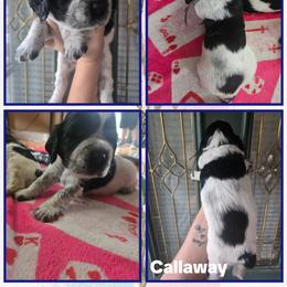 Callaway - Black and white male English Springer Spaniel puppy in Saginaw, Michigan from Kemerer Springers