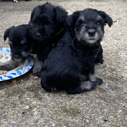 Miniature Schnauzer Puppies from Four Seasons Schnauzers