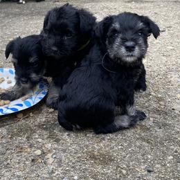 Miniature Schnauzer Puppies from Four Seasons Schnauzers