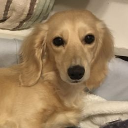 Lexi - Dachshund