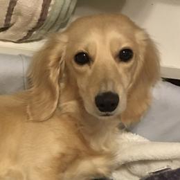 Lexi - Dachshund