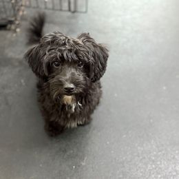 Armani - Black male Yorkipoo puppy in Independence, Kentucky from 4paws4ever by Design