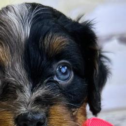 Cavapoos from Babineau’s puppy Crew Poodles and Doodles