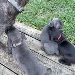 Cane Corso Puppies from Aries Legecy Cane Corso
