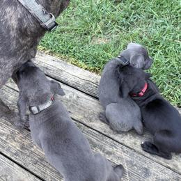 Cane Corso Puppies from Aries Legecy Cane Corso