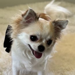 Sophie - Chihuahua