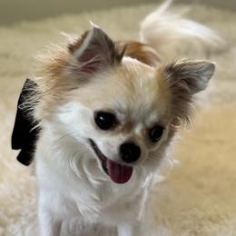 Sophie - Chihuahua