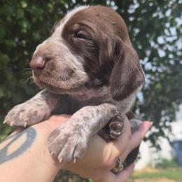 Lincoln - White and chestnut male Bracco Italiano puppy in Silver Summit, Utah from Snow Peak Kennel