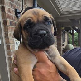 Purple - Red female Cane Corso puppy in Granbury, Texas from La Muerte Corso Kennel