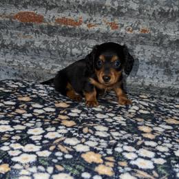Boy 1 - Black and tan male Dachshund puppy in Liberty, Mississippi from Liberty Oaks Aussies and Dachshunds