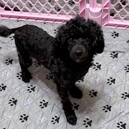 Dax - Black male Poodle puppy in Bedford, Texas from S.H.A.R.P.’s Toy Poodles
