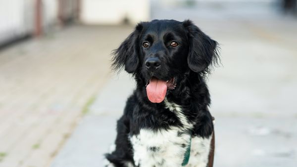 Find Stabyhoun puppies for sale