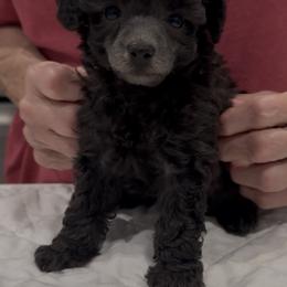 AKC toy silver female - Silver female Poodle puppy in Quincy, Florida from Always Best Kennels, Inc