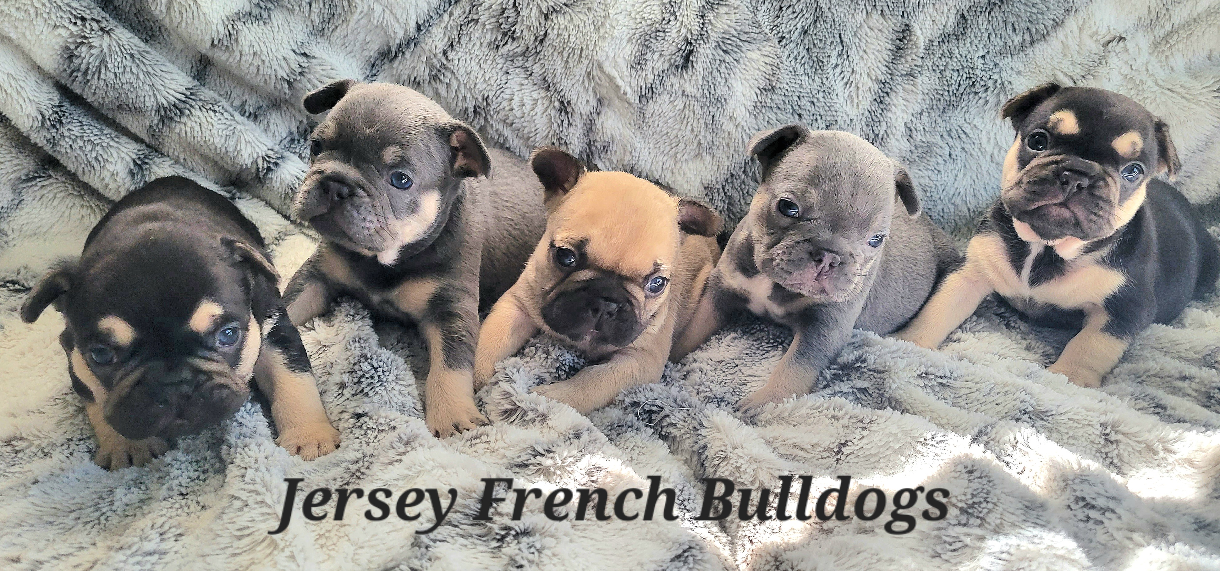 French Bulldog Puppies from Jersey French Bulldogs