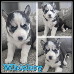 Whiskey - Black and white male Siberian Husky puppy in Wheeler, Michigan from Haase Family Kennels