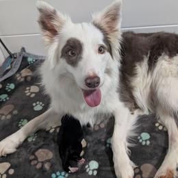 Eleanor - Lilac female Border Collie puppy in Loretto, Kentucky from Duncan's Border Collies and Corgis