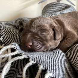 Labrador Retriever Puppies from Trouvae Labradors