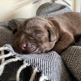Labrador Retriever Puppies from Trouvae Labradors
