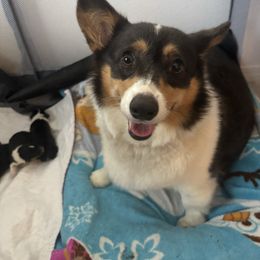 April - Pembroke Welsh Corgi